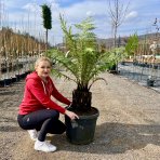 Diksónia antarktická (Dicksonia antarctica) – výška 100-120 cm, výška kmeňa 20-30 cm, kont. C45L